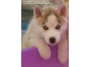 Siberian Husky Puppy for sale in Norco, CA, USA