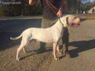 Dogo Argentino Puppy for sale in Omaha, NE, USA