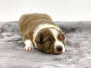 Border Collie Puppy for sale in Valdosta, GA, USA