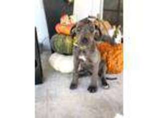 Great Dane Puppy for sale in Royse City, TX, USA