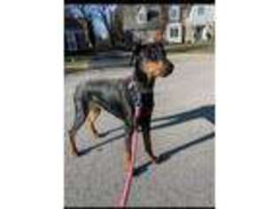 Doberman Pinscher Puppy for sale in Means, KY, USA