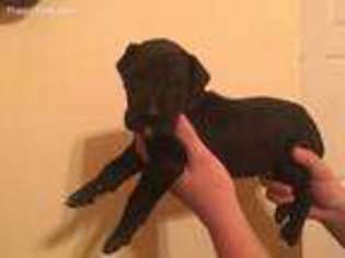 Great Dane Puppy for sale in Cypress, TX, USA