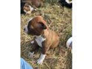 Boston Terrier Puppy for sale in Scurry, TX, USA