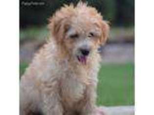 Goldendoodle Puppy for sale in Mabank, TX, USA