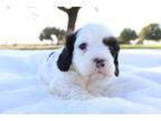 Cavapoo Puppy for sale in Lott, TX, USA