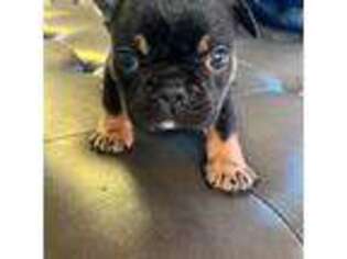 French Bulldog Puppy for sale in Camden, NJ, USA