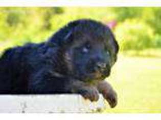 German Shepherd Dog Puppy for sale in Rocky Comfort, MO, USA