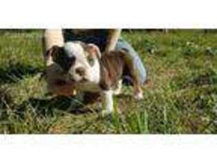 Bulldog Puppy for sale in Cookville, TX, USA