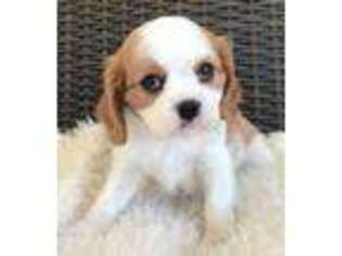 Cavalier King Charles Spaniel Puppy for sale in Valparaiso, IN, USA