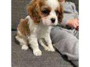 Cavalier King Charles Spaniel Puppy for sale in Kandiyohi, MN, USA