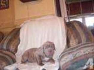 Neapolitan Mastiff Puppy for sale in PLEASANTON, KS, USA