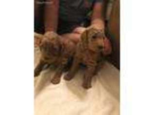 Goldendoodle Puppy for sale in Madison, MS, USA