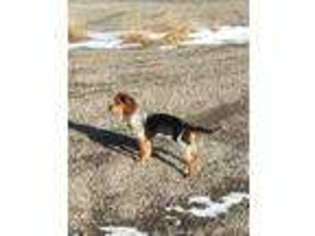 Beagle Puppy for sale in Big Timber, MT, USA