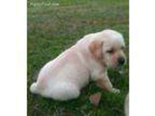 Labrador Retriever Puppy for sale in Lovelady, TX, USA