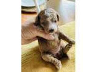 Cavapoo Puppy for sale in Arabi, GA, USA