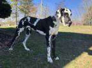 Great Dane Puppy for sale in Bulls Gap, TN, USA