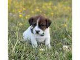 Jack Russell Terrier Puppy for sale in Mount Gilead, NC, USA