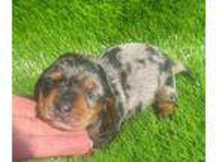 Dachshund Puppy for sale in Tulsa, OK, USA