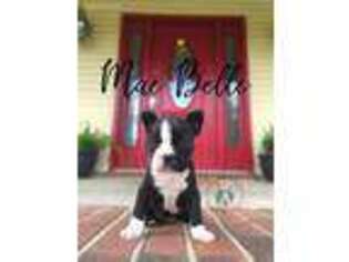 Boston Terrier Puppy for sale in Picayune, MS, USA