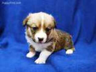 Pembroke Welsh Corgi Puppy for sale in Kit Carson, CO, USA