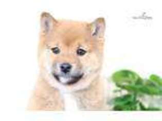 Shiba Inu Puppy for sale in San Diego, CA, USA