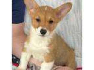 Pembroke Welsh Corgi Puppy for sale in Fort Collins, CO, USA