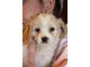 Cavapoo Puppy for sale in Brashear, TX, USA