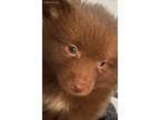 Pomeranian Puppy for sale in Blackshear, GA, USA