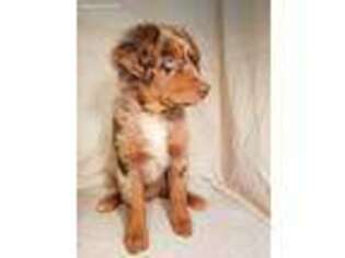 Australian Shepherd Puppy for sale in Brooksville, FL, USA
