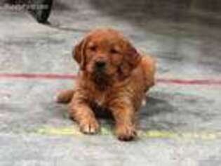 Golden Retriever Puppy for sale in Radcliffe, IA, USA