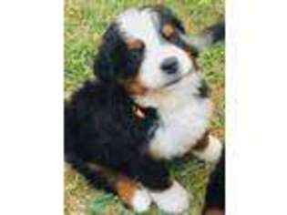 Bernese Mountain Dog Puppy for sale in Draper, UT, USA