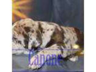 Alapaha Blue Blood Bulldog Puppy for sale in Honey Creek, IA, USA