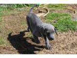 Weimaraner Puppy for sale in Hico, TX, USA