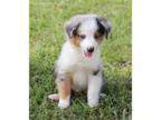Miniature Australian Shepherd Puppy for sale in Benton, MO, USA