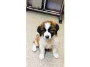 Saint Bernard Puppy for sale in Coshocton, OH, USA