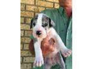 Great Dane Puppy for sale in Brownwood, TX, USA