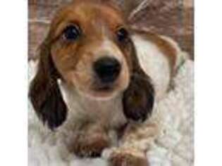 Dachshund Puppy for sale in Lebanon, IN, USA