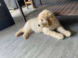 Goldendoodle Puppy for sale in Fort Lauderdale, FL, USA