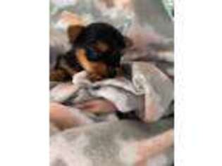 Yorkshire Terrier Puppy for sale in Hilmar, CA, USA