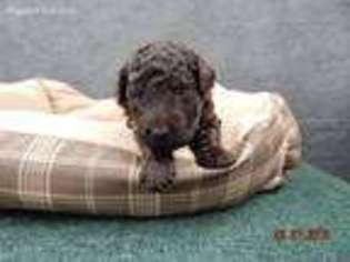 Goldendoodle Puppy for sale in Orange, TX, USA