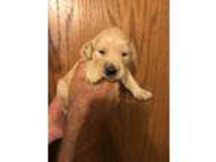 Golden Retriever Puppy for sale in Fall Creek, WI, USA