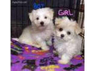 Maltese Puppy for sale in Linton, IN, USA