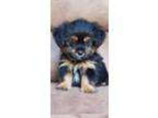 Shorkie Tzu Puppy for sale in Albany, GA, USA