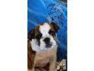 Bulldog Puppy for sale in GOLDENDALE, WA, USA