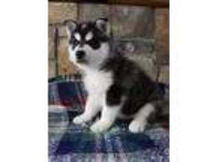 Siberian Husky Puppy for sale in Buffalo, MN, USA