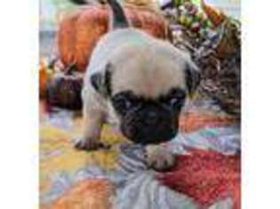 Pug Puppy for sale in Greenfield, MO, USA