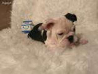 Bulldog Puppy for sale in Gulfport, MS, USA