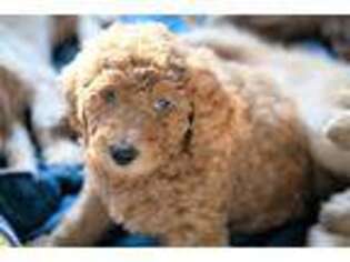 Goldendoodle Puppy for sale in Harvard, IL, USA