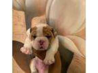Bulldog Puppy for sale in Baltimore, MD, USA