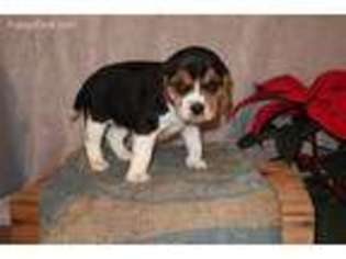 Beagle Puppy for sale in Stevens, PA, USA